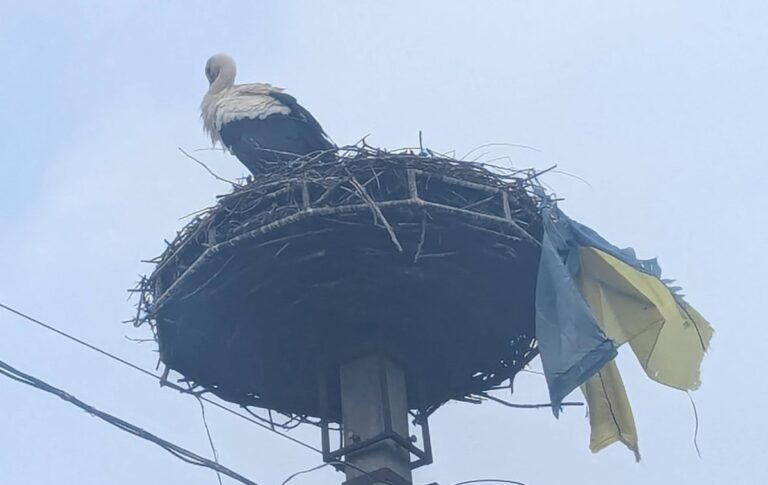 Новини України - На Закарпатті лелека приніс до гнізда прапор України