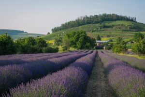Новини культури - Гороскоп для всіх знаків зодіаку на 27 червня 2025 року