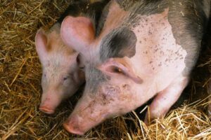 Новини світу - У Чехії через відключення електрики загинули 800 свиней