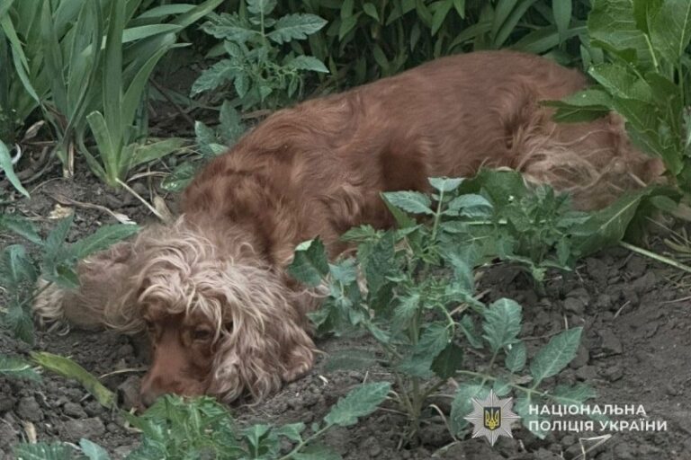 Новини України - У Тернополі викинули собаку з восьмого поверху: відкрито провадження