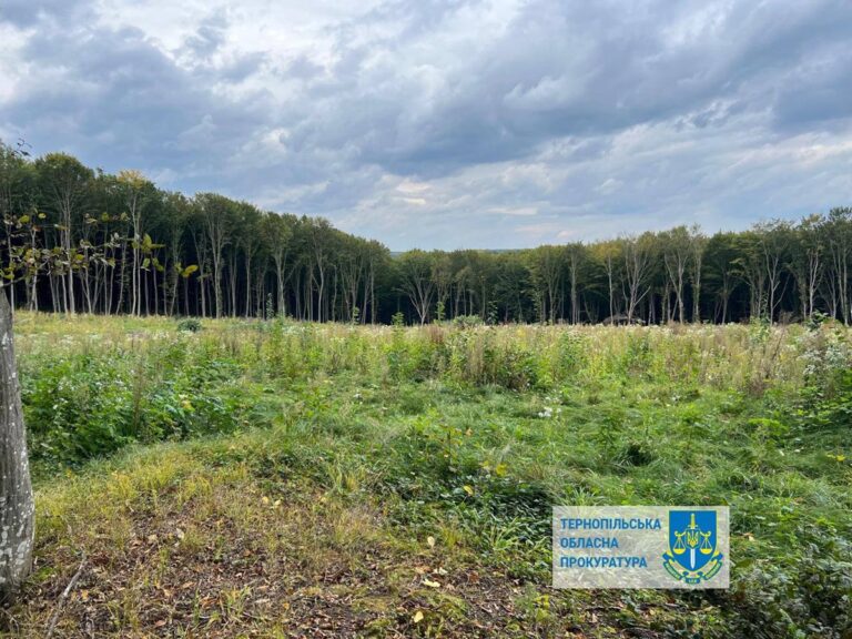 Новини України - Шкода на 57 млн: на Тернопільщині незаконно вирубали понад 6000 дерев