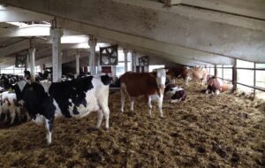 Новини України - У Черкаській області троє людей загинули на фермі