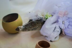 Новини світу - У Мексиці мер одружився з кайманом