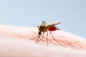 Новини України - У Рівному зафіксували випадок ввізної тропічної малярії