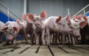 Технології - Хірурги вперше пересадили легеню свині людині