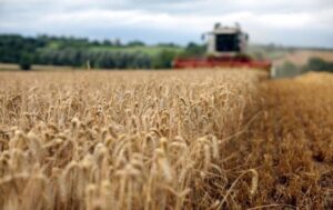 Новини України - В Україні прогнозують зменшення врожаю основних культур