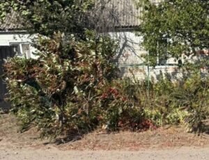 Новини України - Росіяни вбили жительку Харківщини