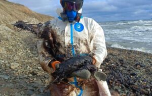 Новини України - Величезні мазутні плями зафіксували в Керченській протоці - соцмережі